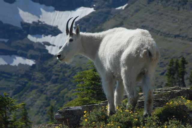 mountain goat on the Hidden Lake Trail